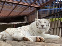 大きな肉球がたまりません　提供：池田動物園
