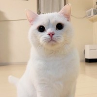 眉間のシワがたまらない！ チャームポイント全開のしらたまくん（画像提供：月としらたまさん）