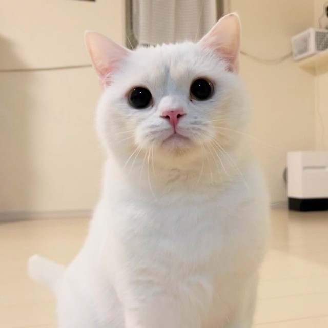 眉間のシワがたまらない！ チャームポイント全開のしらたまくん（画像提供：月としらたまさん）