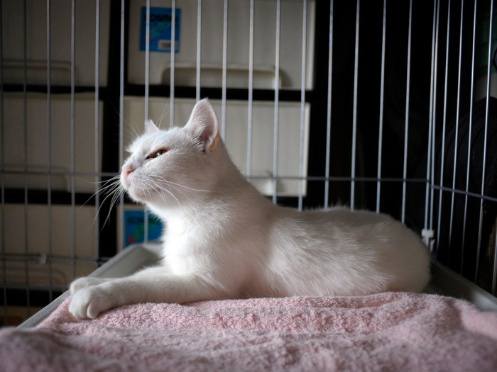 最初はケージで過ごしたシロ　扶桑社/(C)太田康介