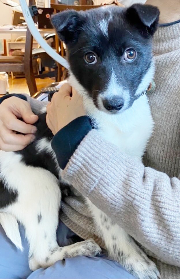 職場のスタッフさんの膝上にちょこんと座ったさぬきちゃん（画像提供：バーバラ村田さん）