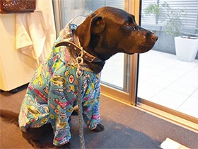 　雨の日はレインコート　ラブラドールレトリーバーの「ドル」