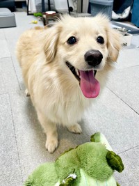 「この子も仲間だよ」 ぬいぐるみを連れてきたとろろくん（画像提供：ポメックスのとろろくん）