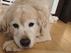 氷が大好き！　冷凍庫を開けると走ってやってくるよ　ゴールデンレトリーバー「むー」