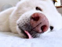 ペタンと寝そべって舌ペロッ！ おちゃめなまゆちゃん（画像提供：秋田犬まゆさん）