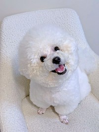 愛らしい笑顔で飼い主さんをメロメロにするパウロちゃん（画像提供：羊みたいな犬とわたあめ犬さん）