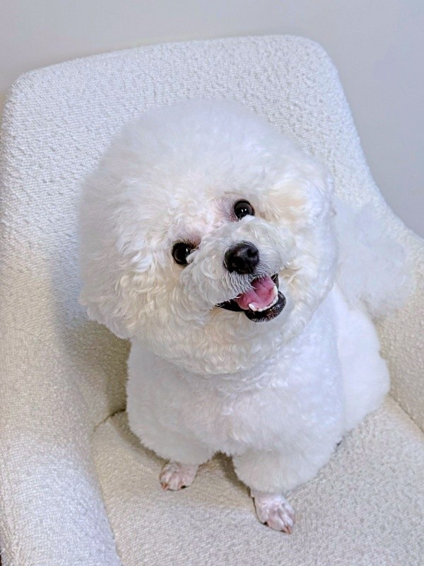 愛らしい笑顔で飼い主さんをメロメロにするパウロちゃん（画像提供：羊みたいな犬とわたあめ犬さん）