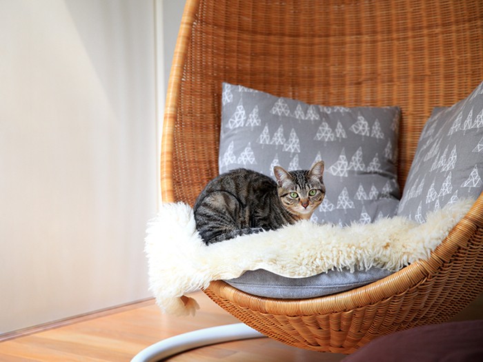 あまり揺らさないでね、とあめ