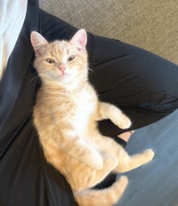 飼い主さんの膝上でくつろぐミクくん（画像提供：ぷくりさん）