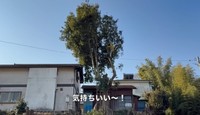 大きな枝をバッサリ切り落とす様子に「気持ちいい～！」／CAT HOUSE DIYさん（@cathousediy）提供
