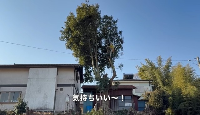 大きな枝をバッサリ切り落とす様子に「気持ちいい～！」／CAT HOUSE DIYさん（@cathousediy）提供
