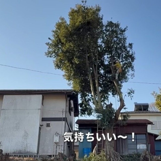 大きな枝をバッサリ切り落とす様子に「気持ちいい～！」／CAT HOUSE DIYさん（@cathousediy）提供
