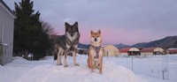 「お団子のおもちゃ」を紛失した柴犬、おみつくん（右）と、雪のなかから見つけ出してくれたウルフドッグの女の子、ディオネちゃん（左）（画像提供：ＬＩＳＡさん）