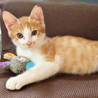 保護から10日ほど経ったころのミミちゃん（画像提供：neko好きさん）