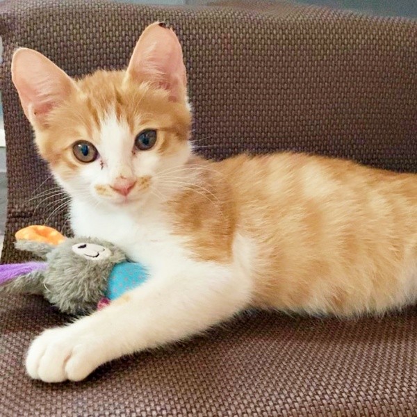 保護から10日ほど経ったころのミミちゃん（画像提供：neko好きさん）