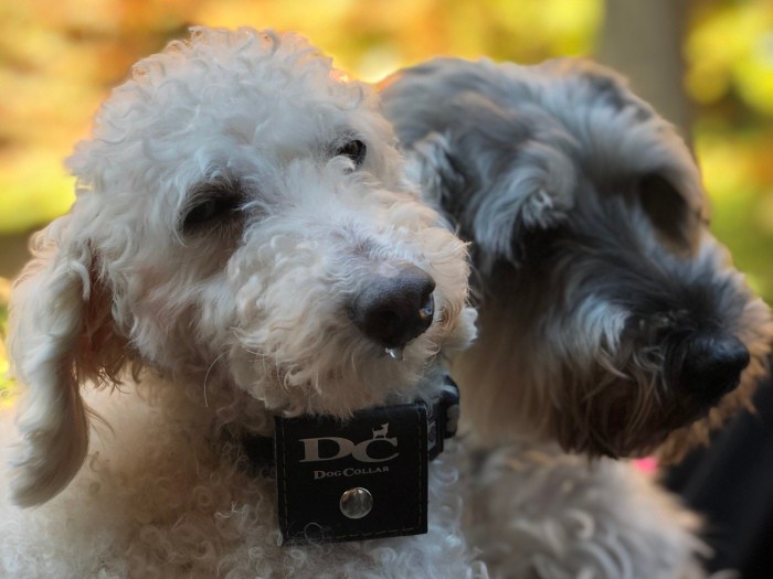 「イチゴ」と「ニハチ」は家族募集中