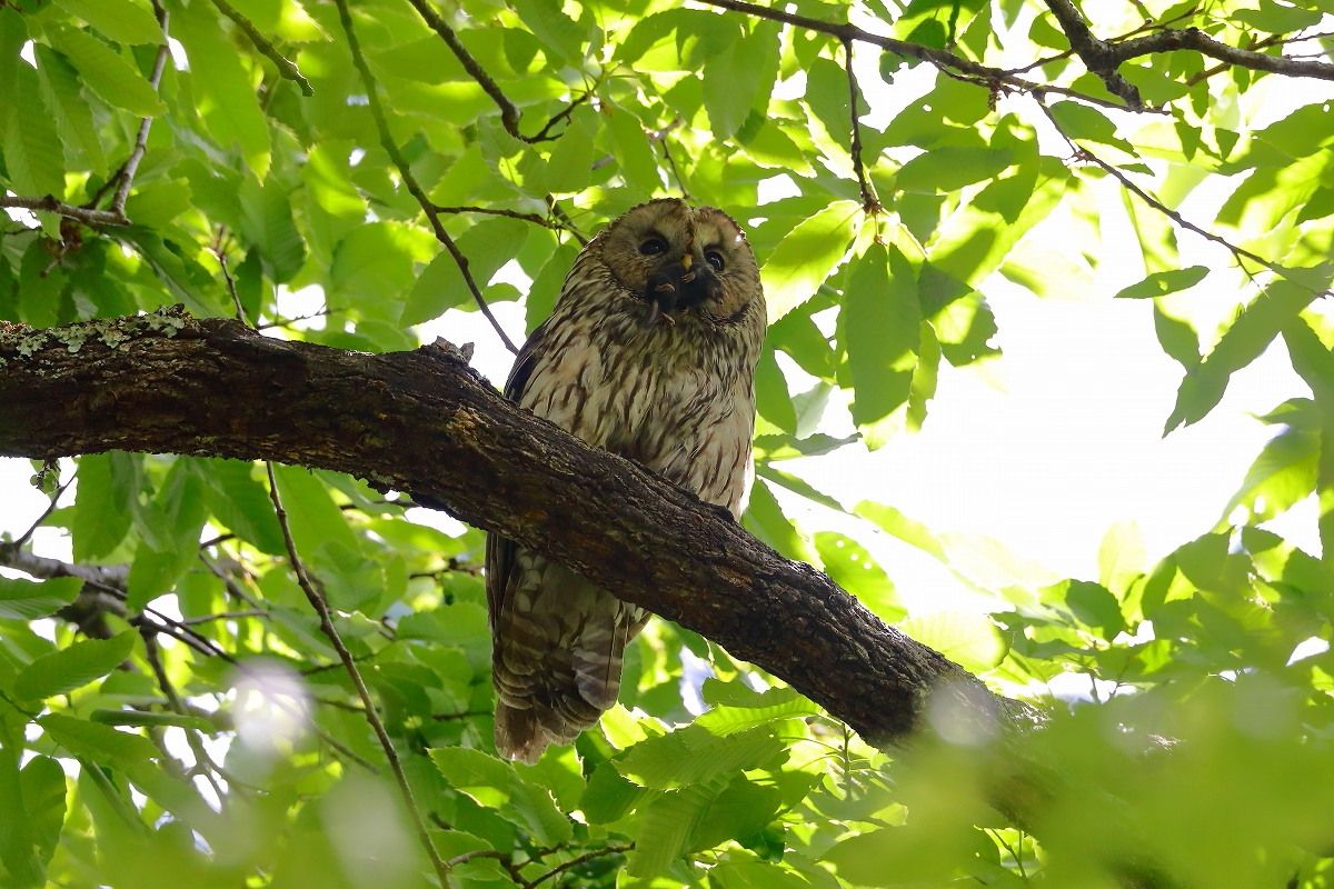 日本野鳥の会 岡山県支部が写真展 5月12日から 生き生きした姿を撮影