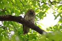 フクロウ　提供：日本野鳥の会 岡山県支部