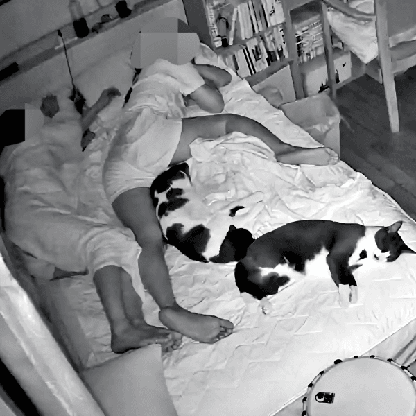 パパの足下で体を伸ばして眠る（左から）ミアちゃん、ダダくん（画像提供：マグルの猫さん）