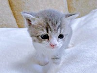 子猫時代、つぶらな瞳が愛らしいとーまくん（画像提供：hanoaさん）