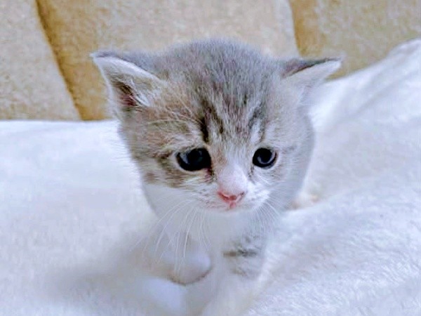 子猫時代、つぶらな瞳が愛らしいとーまくん（画像提供：hanoaさん）