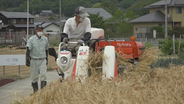ビール麦の収穫　香川・土庄町　23日