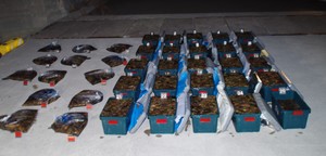 【速報】1トン以上の「ナマコ」を密漁　宮城県の男女7人を逮捕