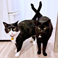 しっぽがクロス！ （左から）はちちゃん、くうちゃん（画像提供：hachi_quuさん）