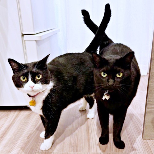 しっぽがクロス！ （左から）はちちゃん、くうちゃん（画像提供：hachi_quuさん）