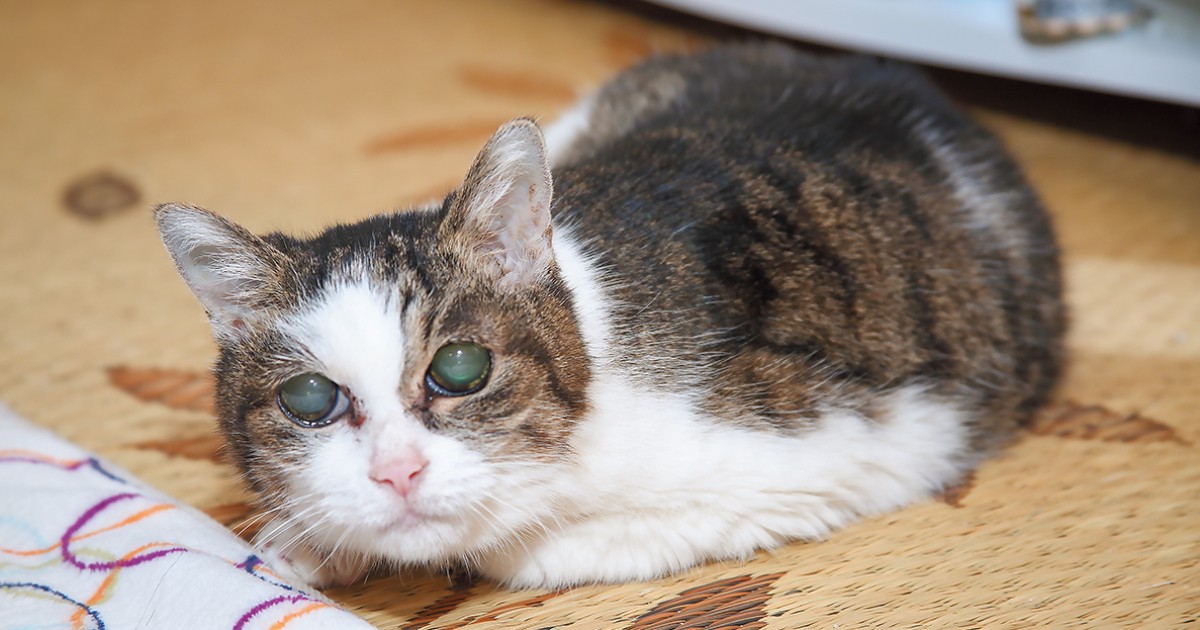 尾が紫の猫 昭和25年頃 尾が紫の猫 昭和25年頃