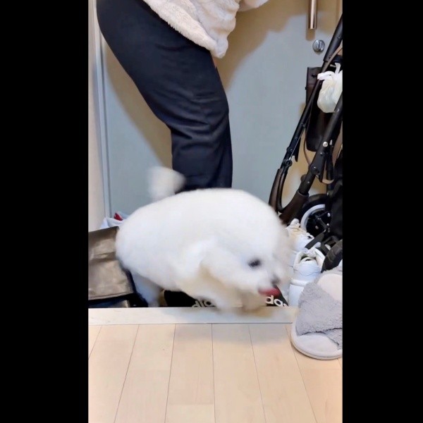 「しまった！入っちゃった！」 慌てて戻るあめちゃん（画像提供：あめ チビションフリーゼさん）