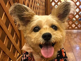 お誕生日記念の撮影をしてもらったよ　元看板犬の「どぉーむ」