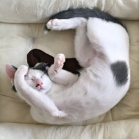 生後推定2カ月半、ヘソ天で眠るトルテくん（画像提供：トルぽたさん）