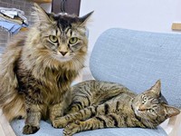 椅子の上で仲良く過ごす（左から）もなかちゃん、おはぎちゃん（画像提供：おはぎともなかと時々オトンさん）