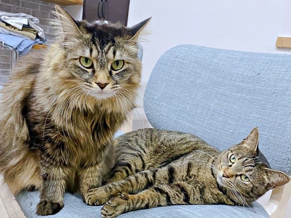 椅子の上で仲良く過ごす（左から）もなかちゃん、おはぎちゃん（画像提供：おはぎともなかと時々オトンさん）