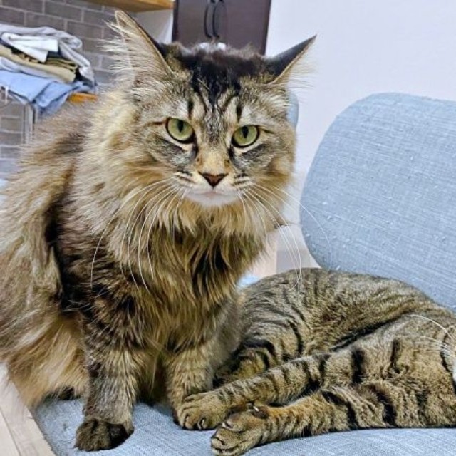 椅子の上で仲良く過ごす（左から）もなかちゃん、おはぎちゃん（画像提供：おはぎともなかと時々オトンさん）