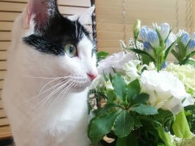 廃屋で産まれた子猫　猫カフェから譲渡されると、性格に変化