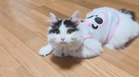 パンダの服を着たパンちゃん＝pan.chanchiさん提供