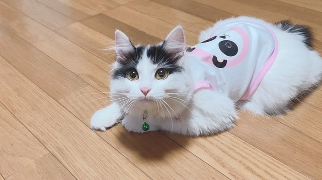 パンダの服を着たパンちゃん＝pan.chanchiさん提供