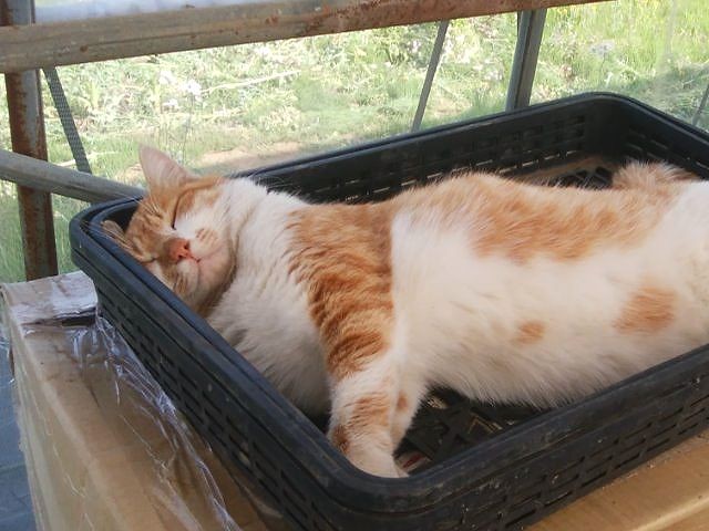 畑で一番弱虫だった野良猫 保護主恋しさに譲渡先でハンスト 犬 猫との幸せな暮らしのためのペット情報サイト Sippo