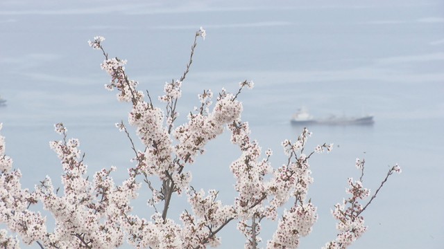 サクラが満開　紫雲出山　三豊市詫間町大浜