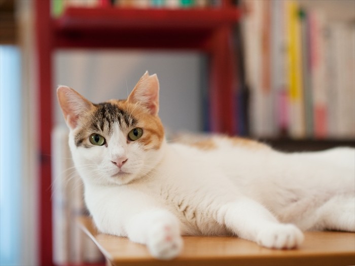 「私たちのお話を読んでいただき、ありがとうございました」（小林写函撮影）