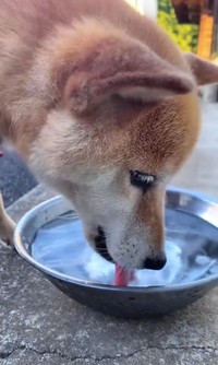 車を降りると元通り。水を美味しそうにペロッ／柴犬コロとA君の平凡な日常さん（@a_kun.koro）提供