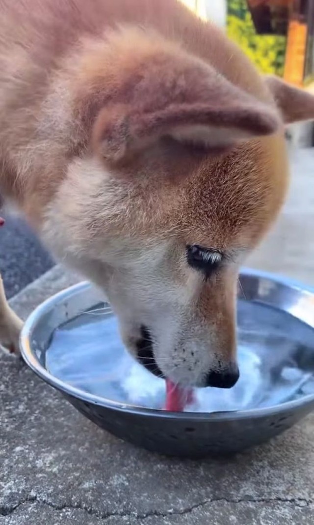 車を降りると元通り。水を美味しそうにペロッ／柴犬コロとA君の平凡な日常さん（@a_kun.koro）提供