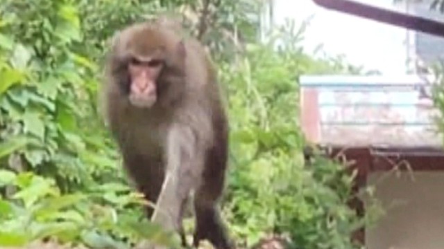 人を見つけると追いかけて威嚇するサル　5月27日に撮影