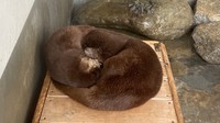 一緒に寝る2頭　写真提供：周南市徳山動物園