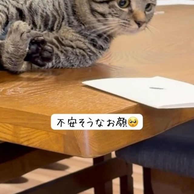 不安そうな顔を浮かべるピノくん（「yuka.yu.mugi」さん提供、Instagramよりキャプチャ撮影）