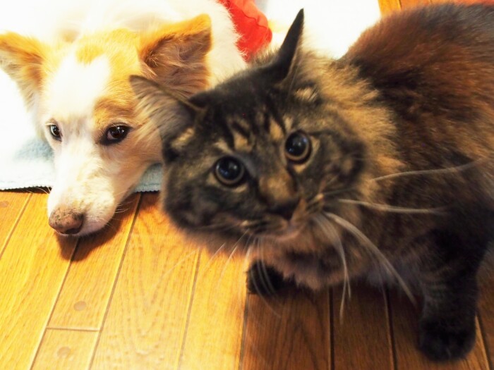 フワフワの長毛のイケメンくん