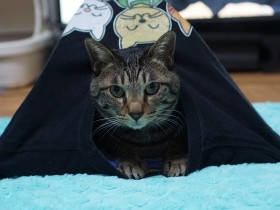 おうち時間に猫がソロキャンプ!?　Ｔシャツテントを作ってみた