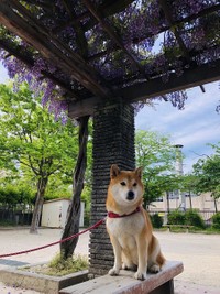 晴れた日にお散歩中のポテちゃん、藤棚の下で（画像提供／Shiba-Pote.jpさん）